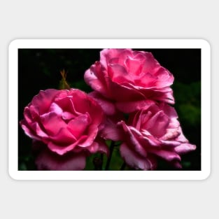 Queen Elizabeth Roses Sticker